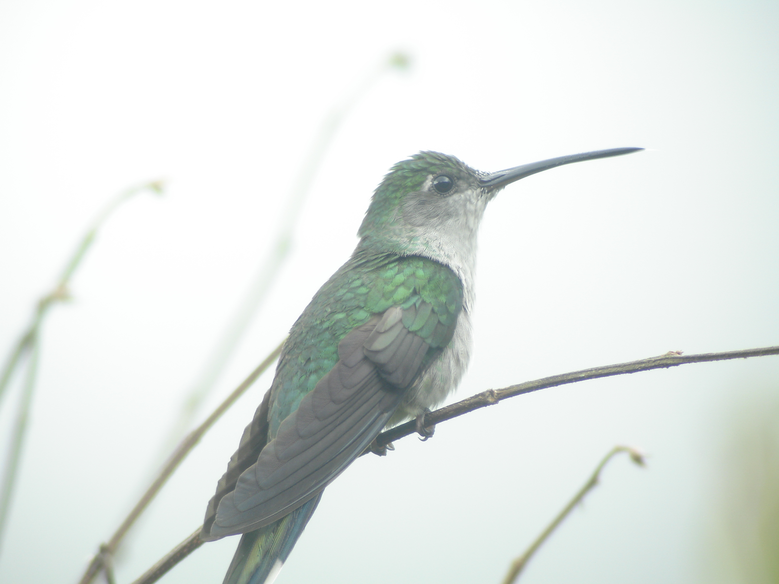 Kolibri Kolibri